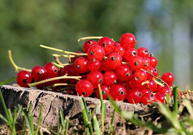 Photo - Red Currant